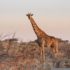 A Giraffe in Our House - More Fun With Augmented Reality