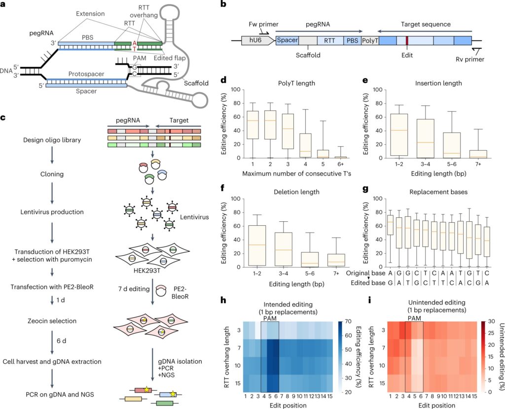 Artificial intelligence can improve efficiency of genome editing ...