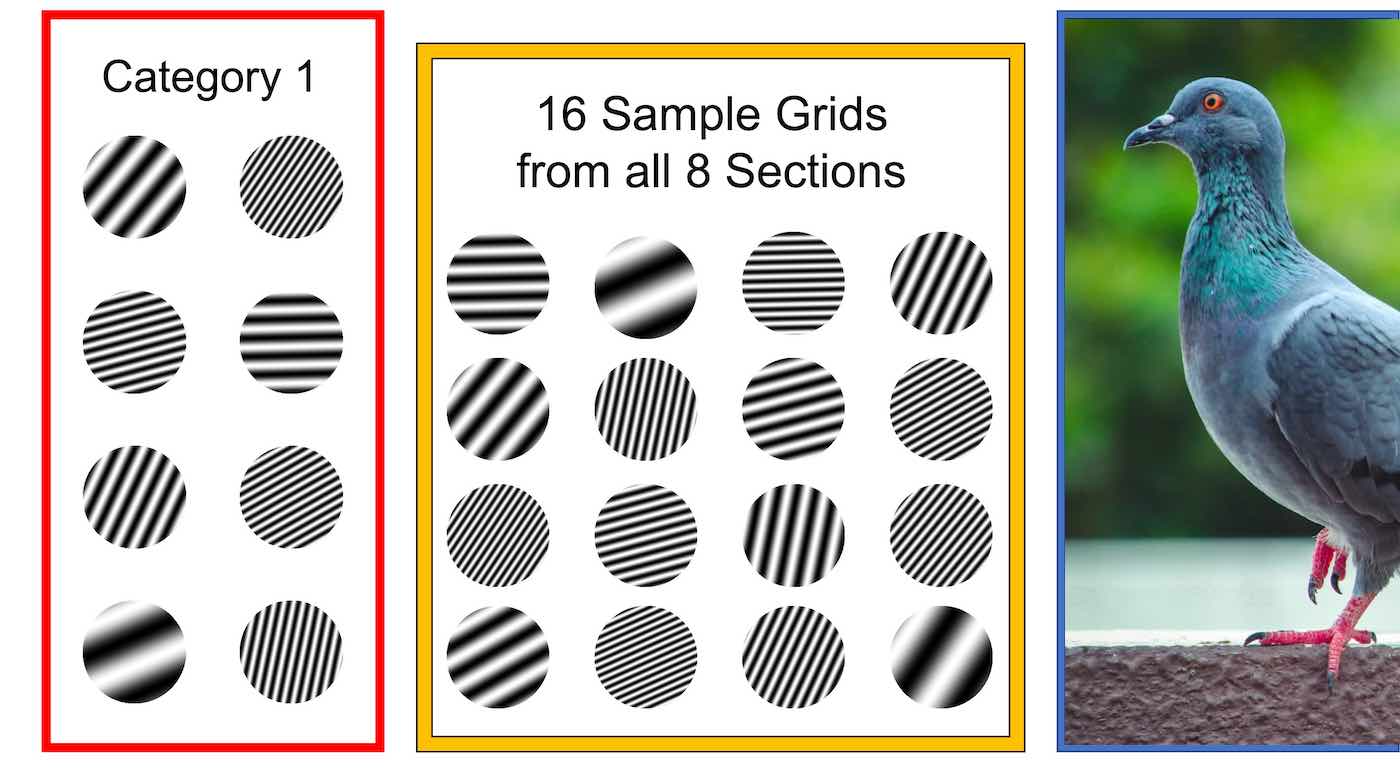 The Humble Pigeon Uses Same Learning Process as Artificial Intelligence, Says Iowa Study