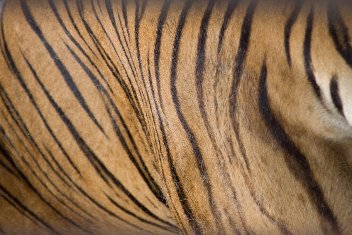 EIA podcast – how artificial intelligence is helping to tackle illegal trade in tigers - EIA