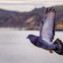 Pigeons have something surprising in common with artificial intelligence - Study Finds