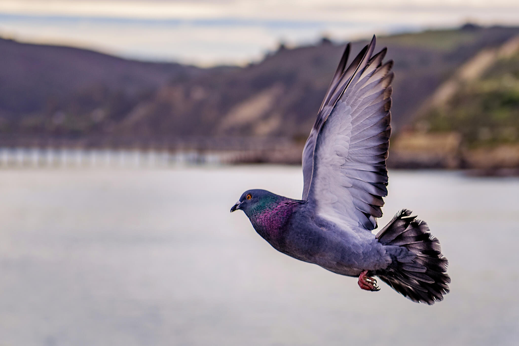 Pigeons have something surprising in common with artificial intelligence - Study Finds
