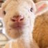 Shaun the Sheep augmented reality trail coming to Somerset zoo - Somerset Live